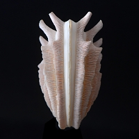 callanaitis disjecta 5-2019 9464